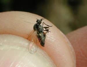 Mouche ivermectine Coronavirus acheter immobilier en Espagne