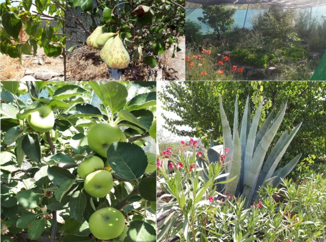 Finca fruits végétation post-Covid acheter immobilier en Espagne