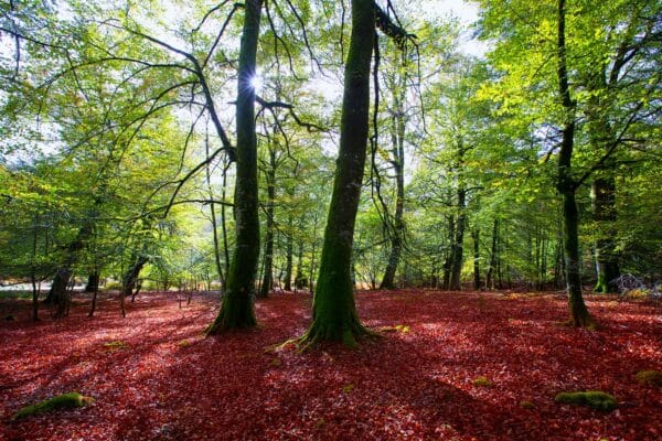 Foret de Irati Navarre acheter immobilier en Espagne visiter en 2024