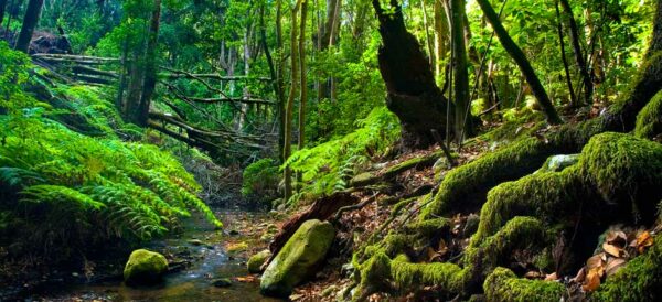 Parque Nacional de Garajonay Gomera Canaries -acheter-immobilier-en-Espagne