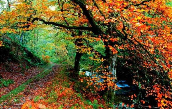 robledal de Muniellos Asturies acheter immobilier en Espagne