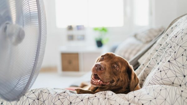 chaleur canicule acheter immobilier en Espagne 2